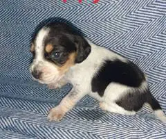 5 boy Beagle puppies - 6