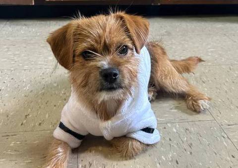 6 months old Shorkie puppy looking for a good home