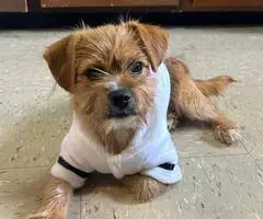 6 months old Shorkie puppy looking for a good home
