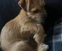 6 months old Shorkie puppy looking for a good home - 2
