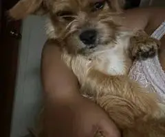 6 months old Shorkie puppy looking for a good home - 10