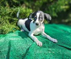 Chihuahua Toy Fox Terrier Mixed puppy