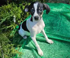 Chihuahua Toy Fox Terrier Mixed puppy - 4