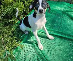 Chihuahua Toy Fox Terrier Mixed puppy - 6