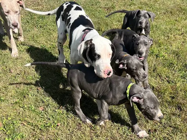 4 AKC Blue Great Dane Puppies for Sale - 1/10