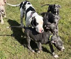 4 AKC Blue Great Dane Puppies for Sale - 1