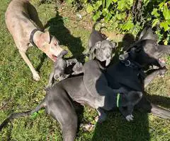 4 AKC Blue Great Dane Puppies for Sale - 2
