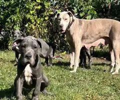 4 AKC Blue Great Dane Puppies for Sale - 3