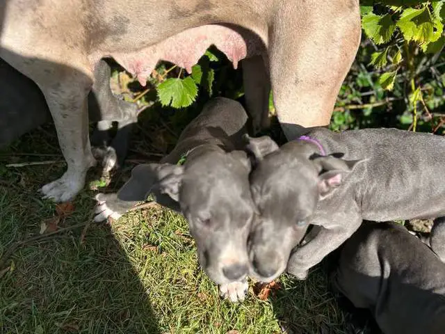 4 AKC Blue Great Dane Puppies for Sale - 4/10