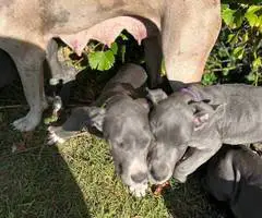 4 AKC Blue Great Dane Puppies for Sale - 4