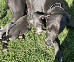 4 AKC Blue Great Dane Puppies for Sale - 5