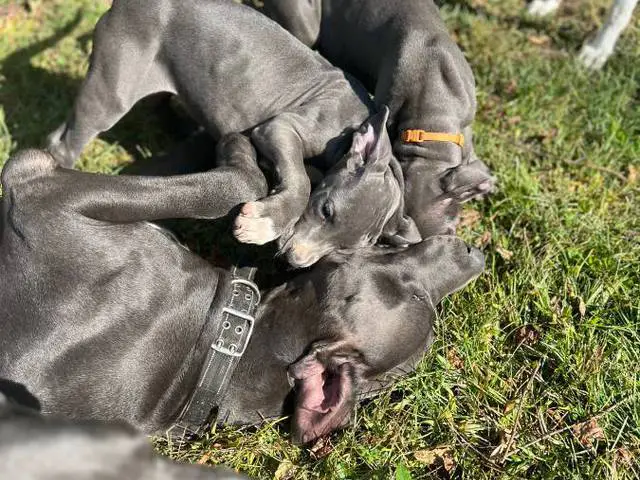 4 AKC Blue Great Dane Puppies for Sale - 6/10