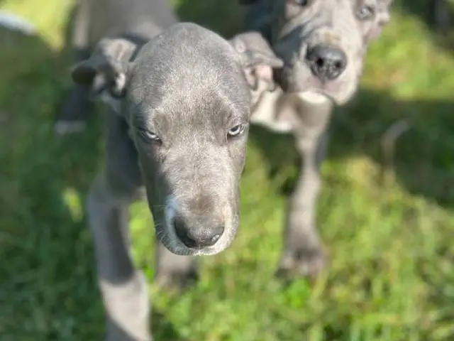 4 AKC Blue Great Dane Puppies for Sale - 7/10