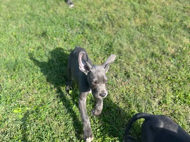 4 AKC Blue Great Dane Puppies for Sale - 8/10