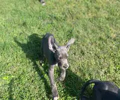 4 AKC Blue Great Dane Puppies for Sale - 8