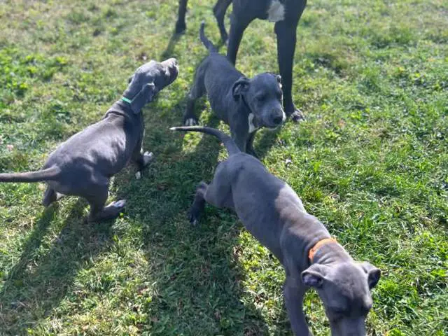 4 AKC Blue Great Dane Puppies for Sale - 10/10