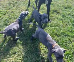 4 AKC Blue Great Dane Puppies for Sale - 10
