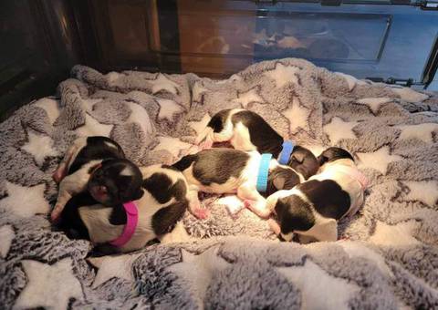 4 Shih Tzu babies for sale