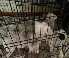 5 white female boxer puppies - 2