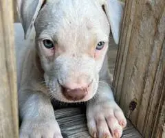 American pit bull terrier - 2