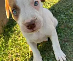 American pit bull terrier - 4