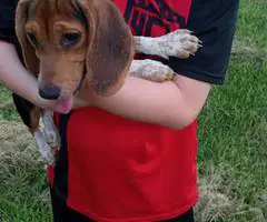 2 girl beagle puppies for sale - 2