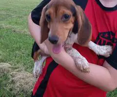 2 girl beagle puppies for sale - 4