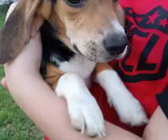 2 girl beagle puppies for sale - 6