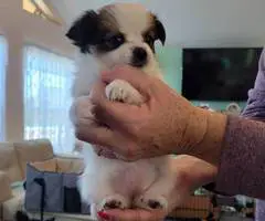 Cuddly Papilon mix puppies for sale