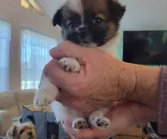 Cuddly Papilon mix puppies for sale - 2