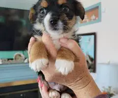 Cuddly Papilon mix puppies for sale - 4