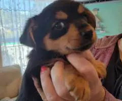 Cuddly Papilon mix puppies for sale - 5