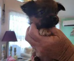 Cuddly Papilon mix puppies for sale - 6