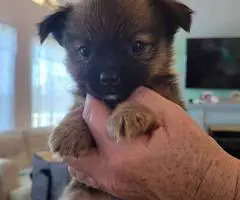 Cuddly Papilon mix puppies for sale - 7