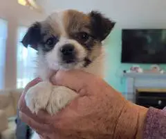 Cuddly Papilon mix puppies for sale - 9