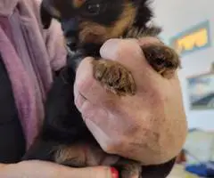 Cuddly Papilon mix puppies for sale - 10