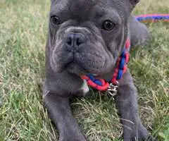 Brindle and blue Frenchie puppies for sale