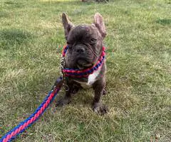 Brindle and blue Frenchie puppies for sale - 3