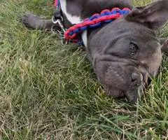 Brindle and blue Frenchie puppies for sale - 5