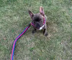 Brindle and blue Frenchie puppies for sale - 6