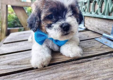 4 Teddy Bear puppies for sale