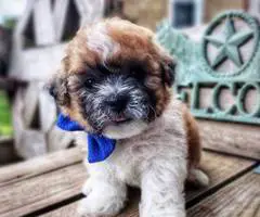 4 Teddy Bear puppies for sale - 2