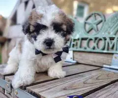 4 Teddy Bear puppies for sale - 3