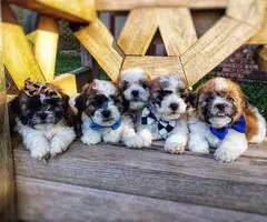 4 Teddy Bear puppies for sale - 5