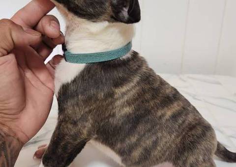 AKC registered English Bull Terrier puppies