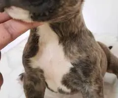 AKC registered English Bull Terrier puppies - 5