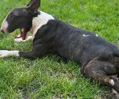 AKC registered English Bull Terrier puppies - 9