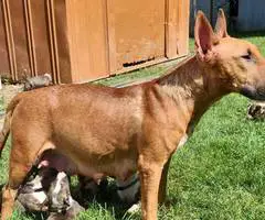 AKC registered English Bull Terrier puppies - 10