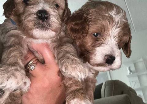 3 cockapoo puppies for sale