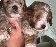 3 cockapoo puppies for sale